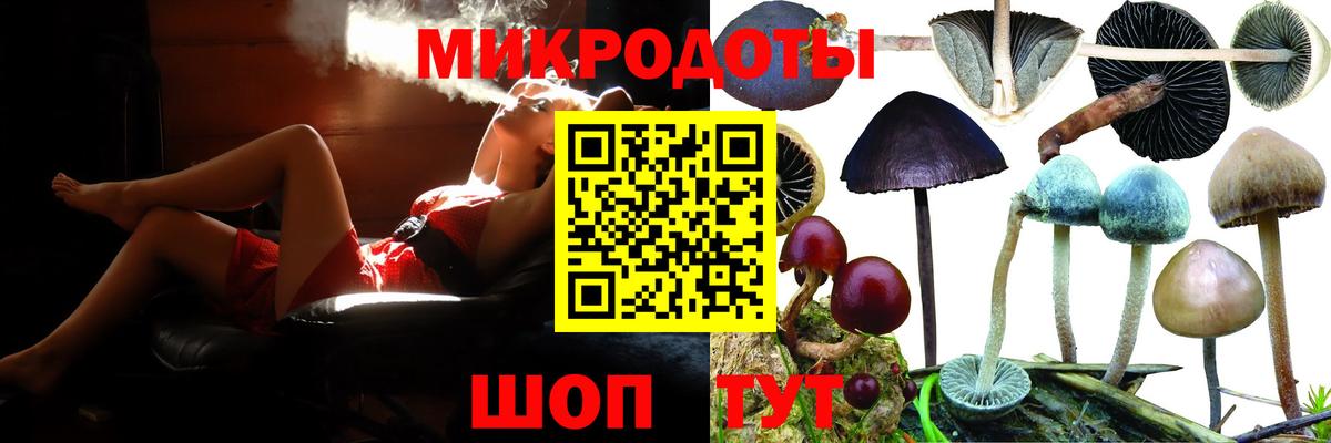 Галлюциногенные грибы Psilocybe Муром